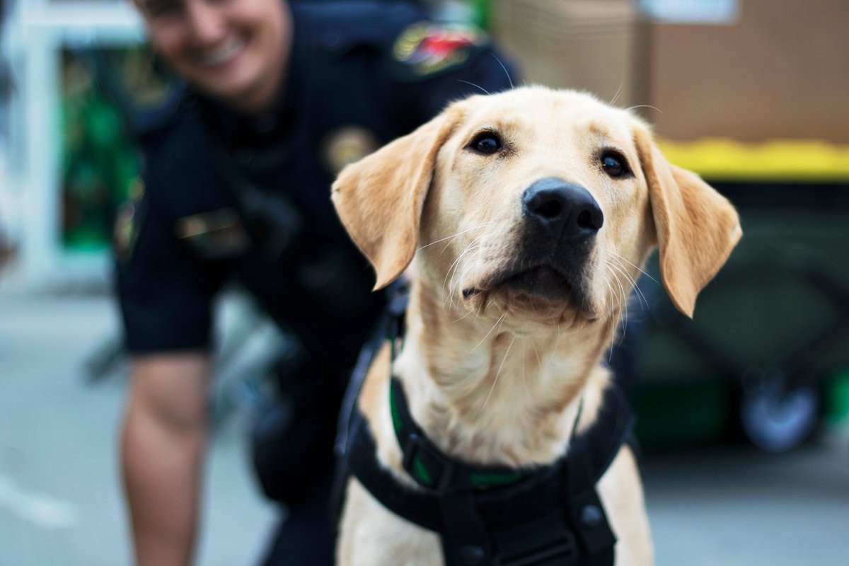UNTPolice's tweet photo. #UNT, did you know it's #LoveYourPetDay! Our pet, 🐶#K9Keegan, also has a day job. Photos by Paige Bruneman - NT Daily https://t.co/Vv45jBixGQ