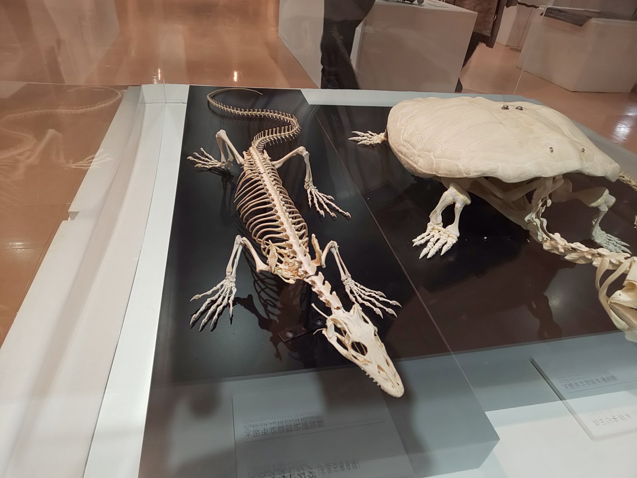 マーラ Mara 全身骨格標本