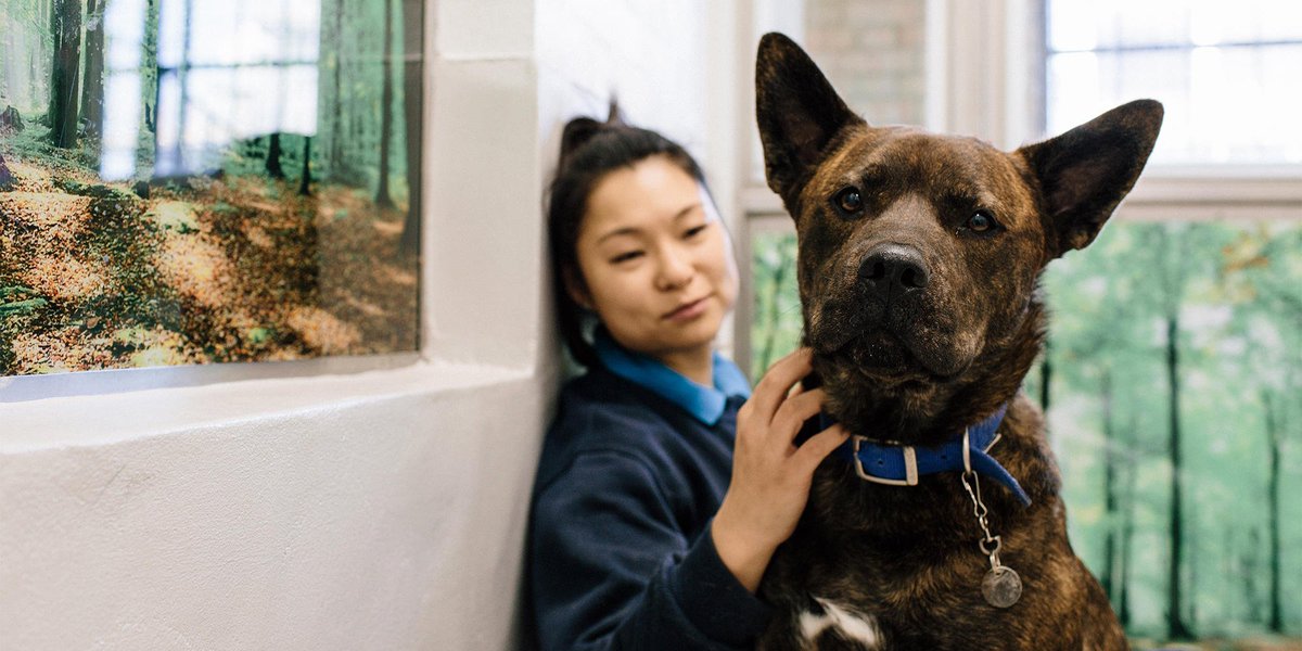 Every day is #LoveYourPetDay in Battersea! No matter how long they stay before finding their new home, we care for them like they're our very own. 💙🐶🐱