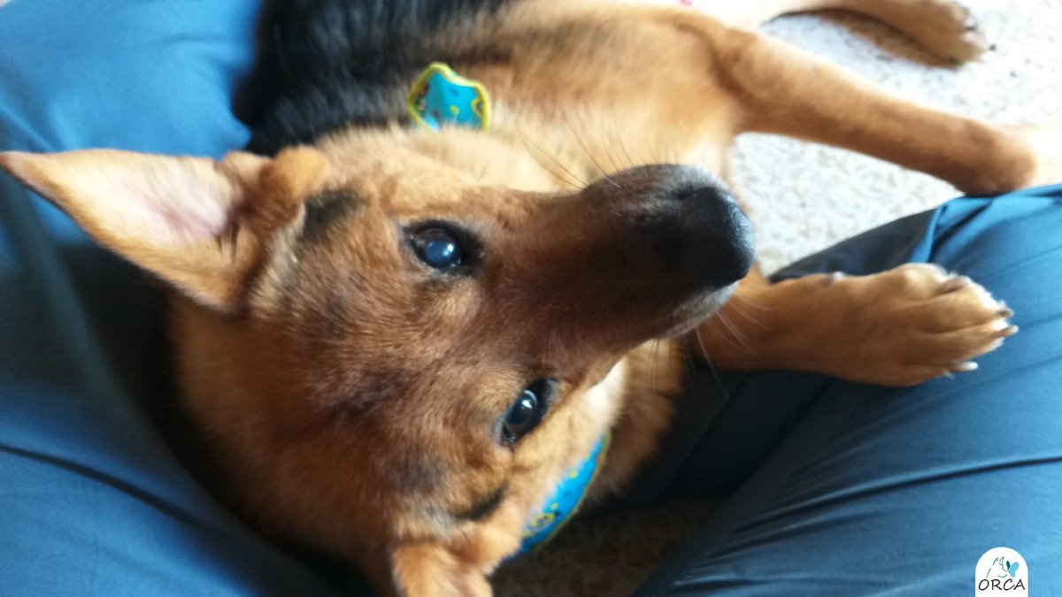 FundacionOrca's tweet photo. Vladimir es un gran compañero, juicioso, tranquilo, amigable. Es un perrito de unos 7 años, rescatado con una herida muy profunda en su cuello.
Se le ha diagnosticado visión disminuida y a pesar de todo, él es una adoración de perro con las personas. ¿Lo adoptas? https://t.co/0wwwyADaAI