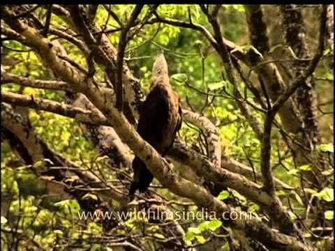 This airborne predator swoops in for it’s prey. The #PallasFishEagle is a #rarespecies found in #SouthAsia. It is listed as #endangered on #IUCN’s list. But for such a majestic raptor, it has a surprisingly high pitched call! Click here to listen to it! buff.ly/2V4B1ww