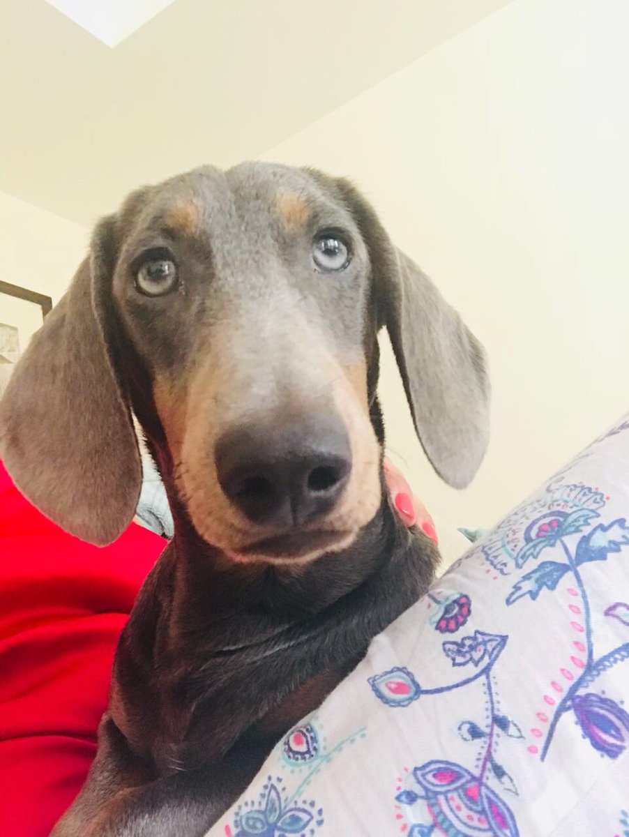 vhpsprincipal's tweet photo. @vhps_year5 @VHPS_FSHead @ShonetteBason @anitajcurtis Stanley Cesar Honey and Fiona #Ilovemypetday https://t.co/i8aMlk55is