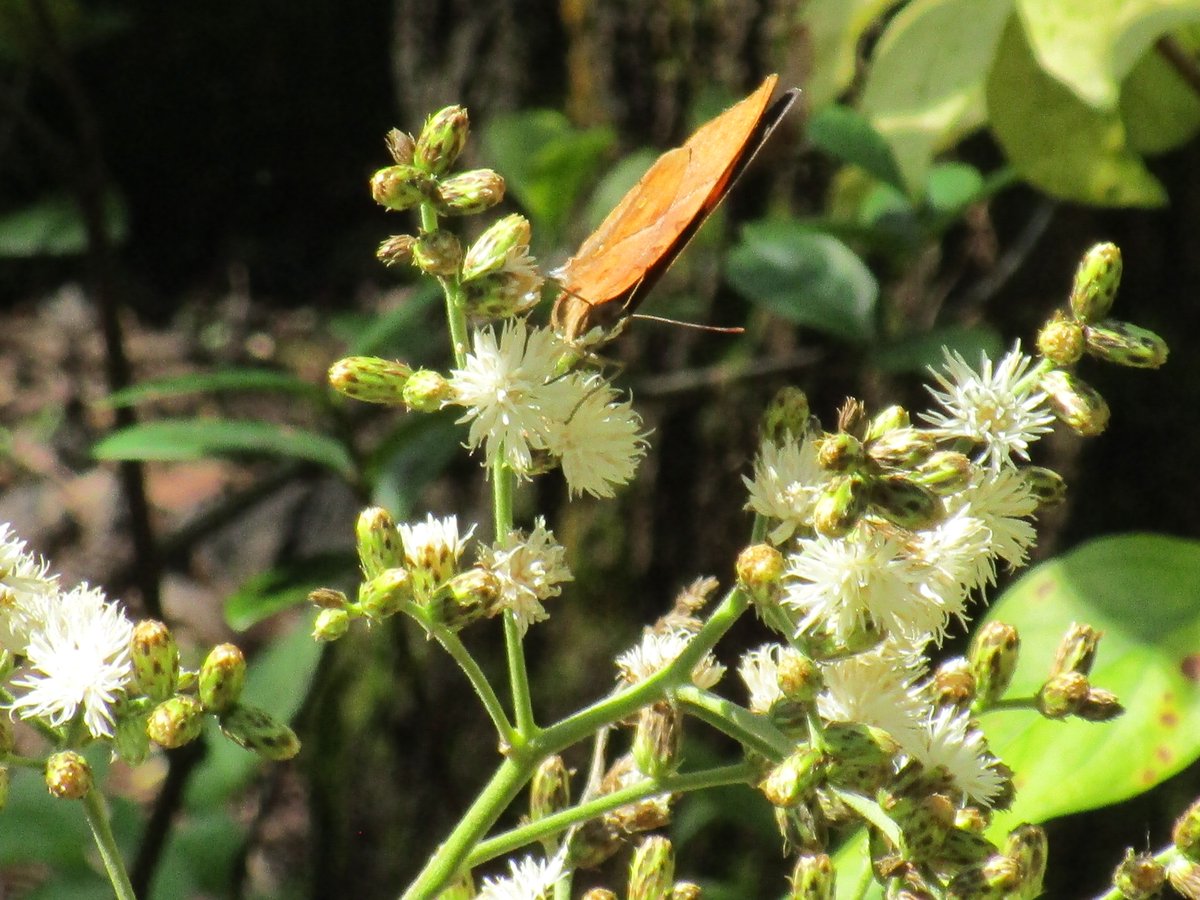 martin_feather's tweet photo. Vernonanthura patens flowering in Wings of the Tropics @FairchildGarden, a recently introduced nectar plant which I collected in Costa Rica in February 2018.  Already popular with a number of butterfly species. https://t.co/NRnCGWCWsF