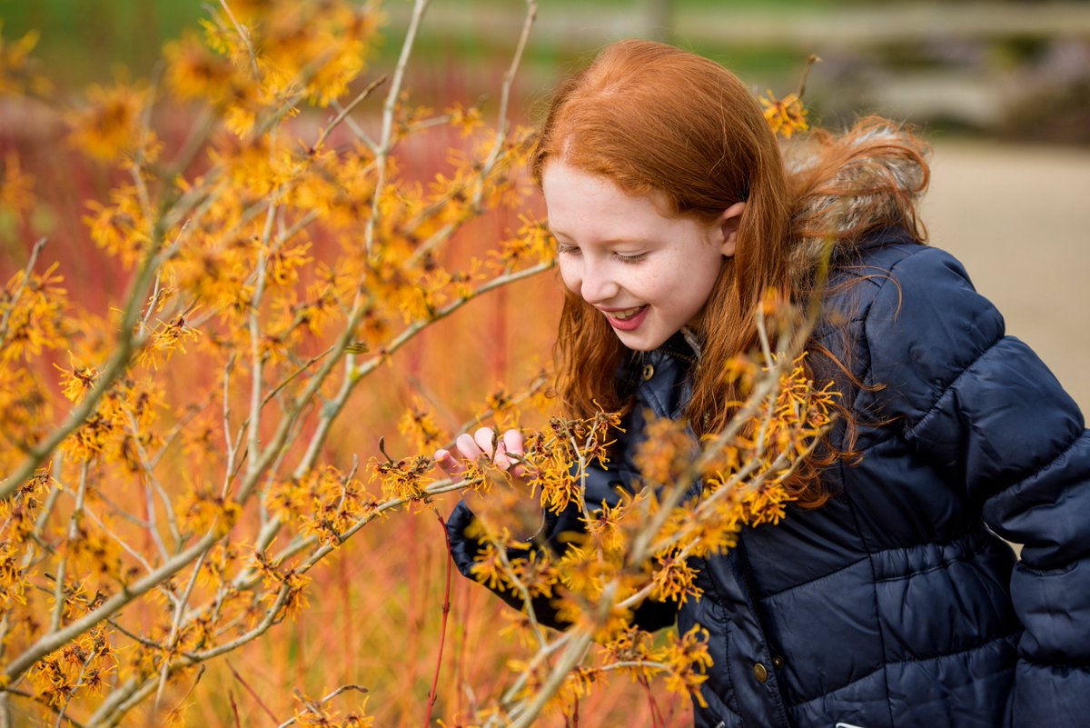 The heavenly scent of hamamelis - commonly known as witch hazel - is simply bewitching this year. Pop to the garden and experience it for yourself