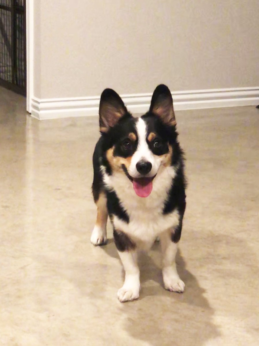 UTSW_Surgery's tweet photo. First-year resident Nguyen Lam, M.D.'s dog Snap Pea always starts the day off right with a big smile! #NationalLoveYourPetDay
#utswresidents #surgtweeting #dog https://t.co/DY5KxVQbH3