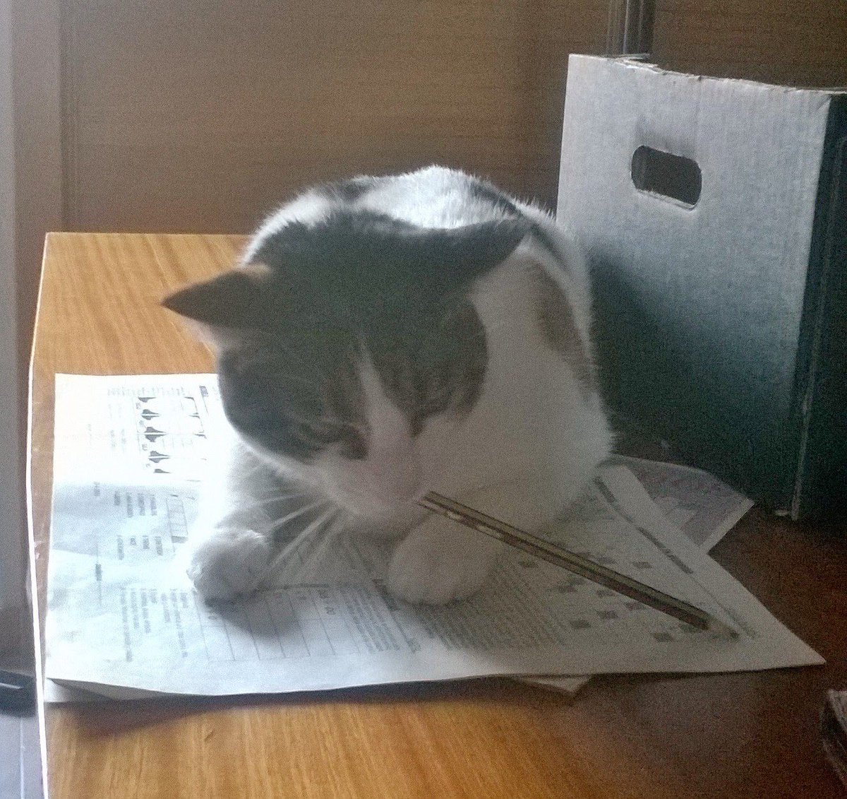 A ver... Vertical 4 letras... Empieza por g... Mamífero bigotudo que domina el mundo... Ya lo tengo! GATO! Feliz día internacional del minino!