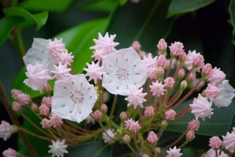 f328com's tweet image. カルミア f328.com/blog/?p=4678