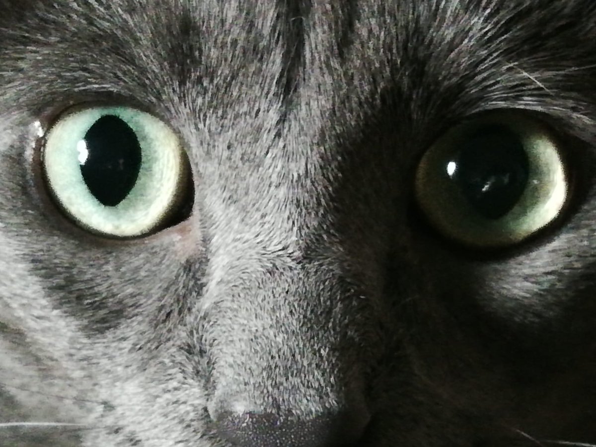 Hanns231's tweet photo. #DiaInternacionalDelGato Felicidades a todos los miscifus del muuundooo https://t.co/mll5ZQW4n9