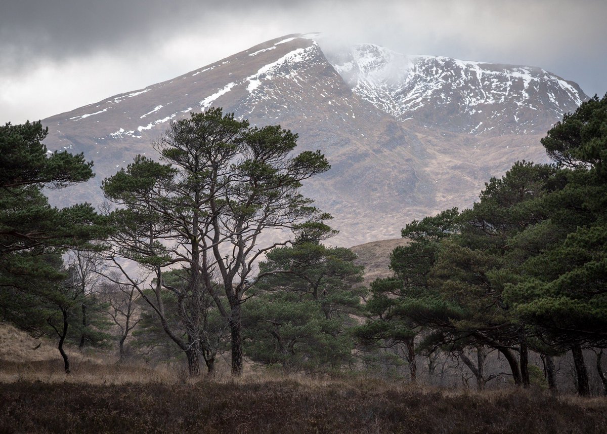 mbprofoto's tweet photo. A dark and atmospheric day in one of my favourite Scottish forests, Coille Coire Chuilc. Great afternoon of photography. 

YouTube - https://t.co/NFHEBzxee1

#tyndrum #visitscotland #hiddenscotland #photooftheday https://t.co/b2D56IzAmo