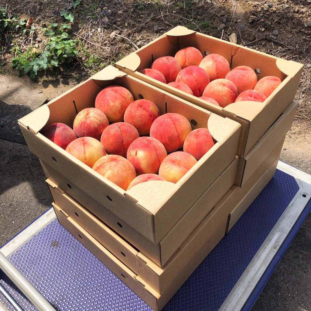 福島が危険！？夏の完熟桃が５００円ｗｗｗ
