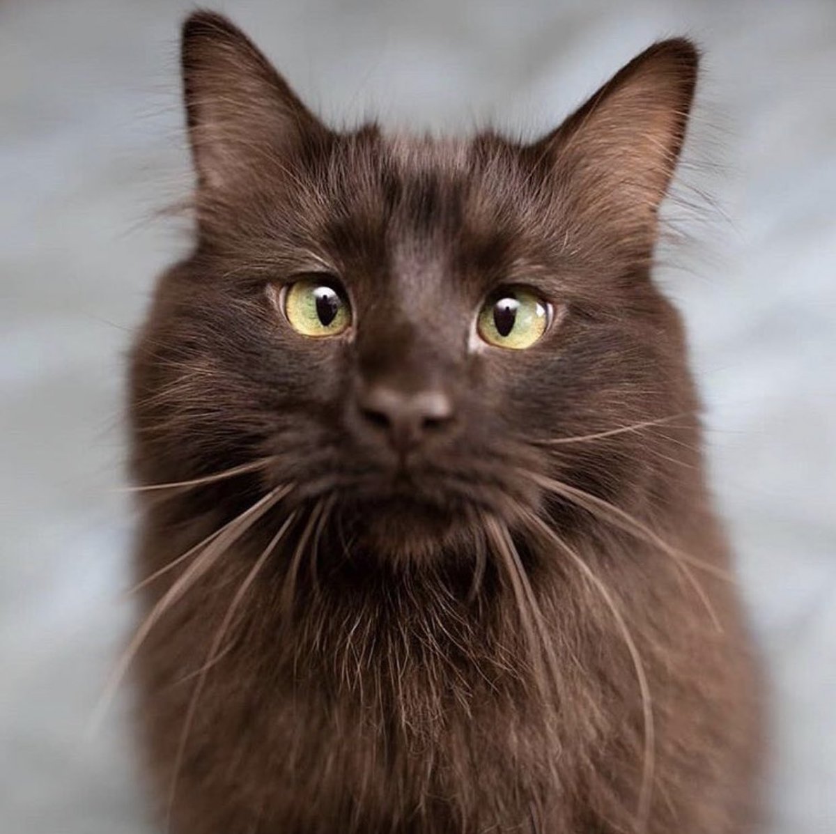 popcatsculture's tweet photo. Our #catoftheday is Bjorn ❤️ @dovahkitten_17 #follow #popcatsfriends #joinus  #smilingcats #catswithstyle #catswithattitude #catswithpersonality  #popcats  #catsofinstagram #catsagram #cats_of_instagram  #catsofig pics credits @erikalikescats https://t.co/QDKZcXYnc0
