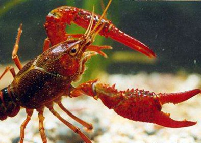 GParidi's tweet photo. ● Lobster's tough, stretchy membrane lends clue to flexible body armor, soft robotics
American (MIT) and Chinese (Sichuan Uni) engineers have found that a soft, stretchy membrane on lobster's underbelly is as tough as industrial rubber that may lend clues to flexible body armor https://t.co/Mu3th1Wigy