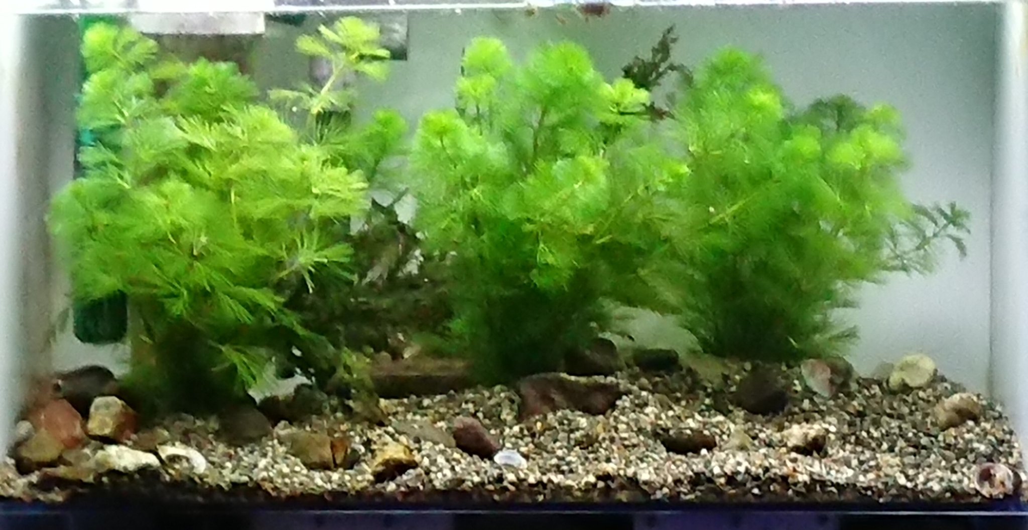 かーすけ Al Twitter 砂利にカボンバを適当に植えたシンプル過ぎるレイアウト 清涼感あって意外とイケてる T Co Jngvmlimqk Twitter