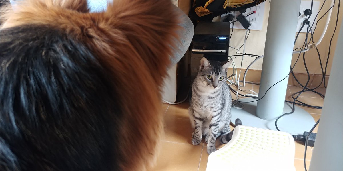 AmandaGS26's tweet photo. Te lo digo.. O te lo cuento amika?
#DiaInternacionalDelGato https://t.co/r6eCTr10zX