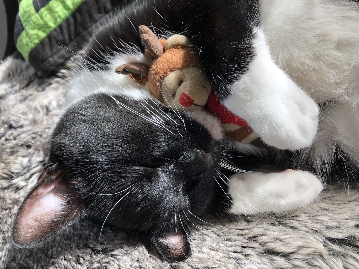 amberklein777's tweet photo. #LoveYourPetDay
#CatsOfTwitter #aslan #mykid #cats #healthiertogether #aroof
#fueltheirinnerathlete
@NuloPetFood @catsofinstagram https://t.co/Jizd8be5EB