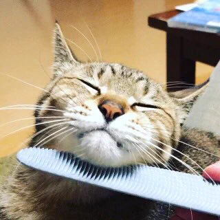 ねこじゃすりという神アイテムを使うと猫がうっとりするらしい！