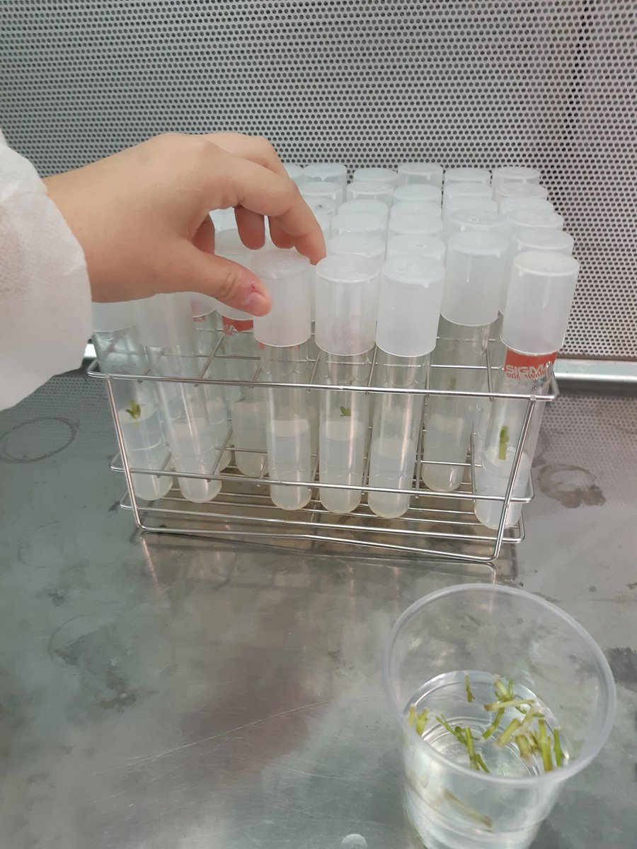 SJO_CC's tweet photo. Aprenem amb la pràctica a #DemoTec, a la @UIBuniversitat. Ens feim científics i observam els estomes de diferents fulles mitjançant microscopis òptics i la plantació in vitro de tiges de menta i fulles de l'olivera. #científicsperundia 👩🔬🦠🔬👨🏿🔬 https://t.co/di3B3Ukobn