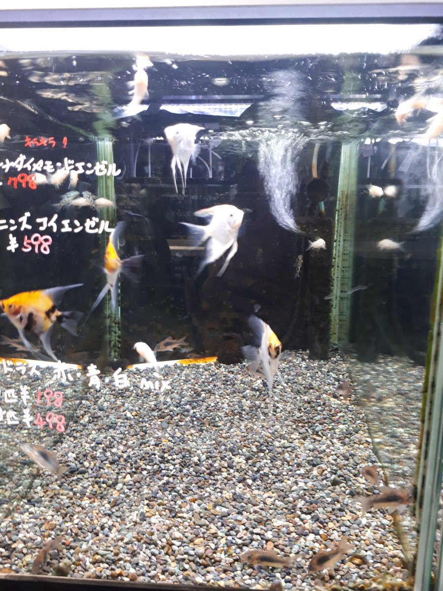 corypan275's tweet photo. 誘惑に負けてこの水槽から白コリ買っちゃいました。去年死んでしまったアルビノ(´；д；｀) https://t.co/7HxFYaQYjH