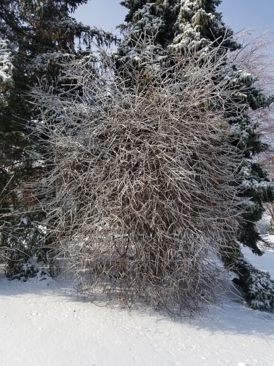 MadihaPanni's tweet photo. Beauty of Nature... SubhanAllah! #freezingrain #winter2019 #canada https://t.co/yzeww8G3Ro