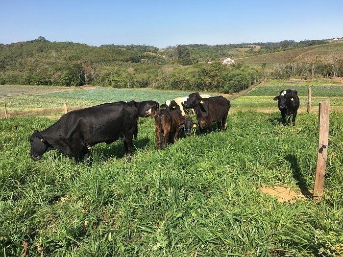 SistemaCNA's tweet photo. Produtor de leite duplica sua produção com o Programa de Capacitação no Manejo Intensivo de Produção Leiteira - Proleite.
Matéria completa: https://t.co/Q2fRwK1NJR
#CNA #SENAR #Proleite https://t.co/Z6HzqeHlOE