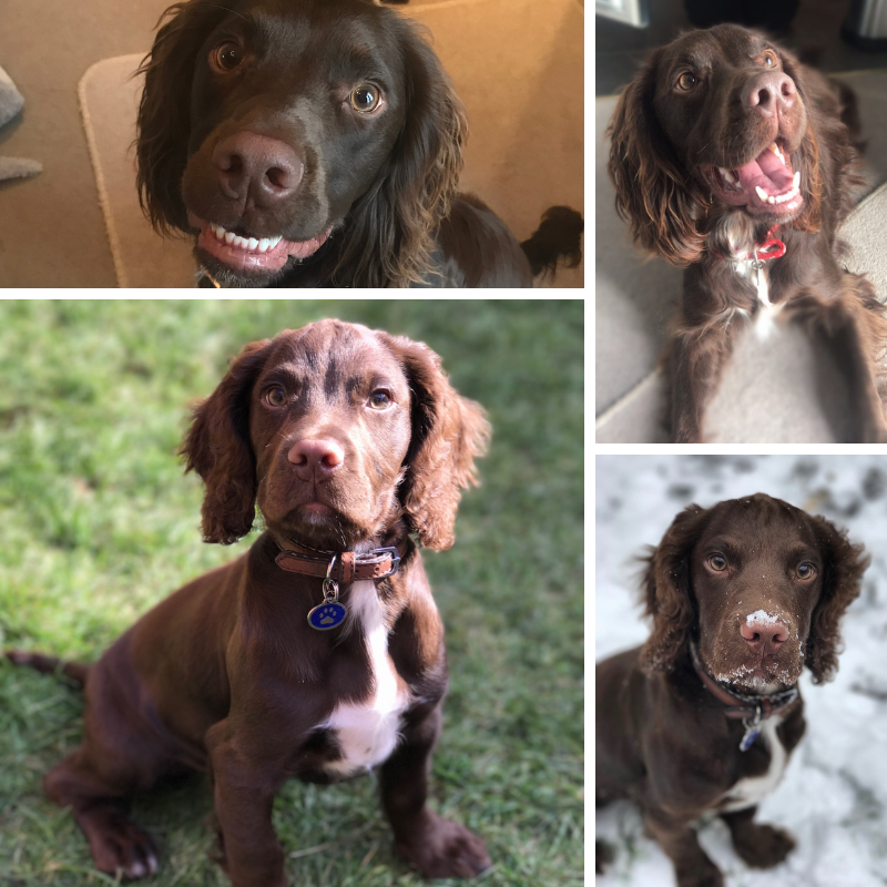 Wow, look at this gorgeous puppy! Milo is <a href="/jesspaigex/">jess</a> little chocolate coloured monster! #Milo is a super smart <a href="/TheKennelClubUK/">The Kennel Club</a> #cockerspaniel. His fave treat is scrambled eggs &amp; mums socks. What a lovely monkey! #LoveYourPetDay <a href="/Formation_media/">Formation Media</a> 🧦🍫
