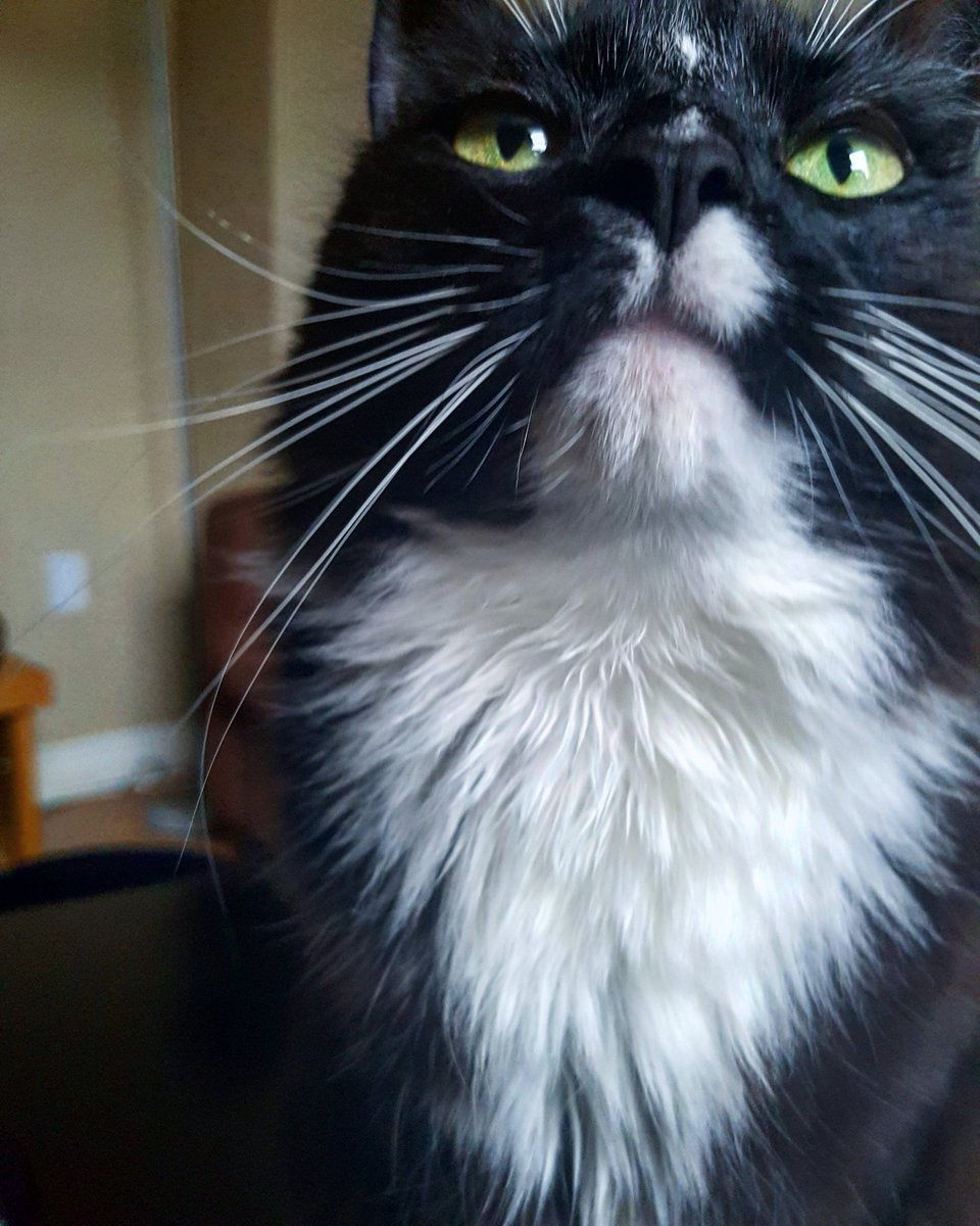 MadameRanch's tweet photo. #LoveYourPetDay https://t.co/qb9eDZdFYb
