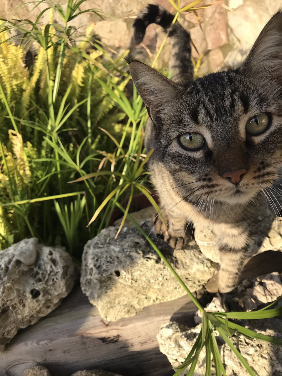 sara_h_c's tweet image. Feliz día del gato #MiPantera #Kisha