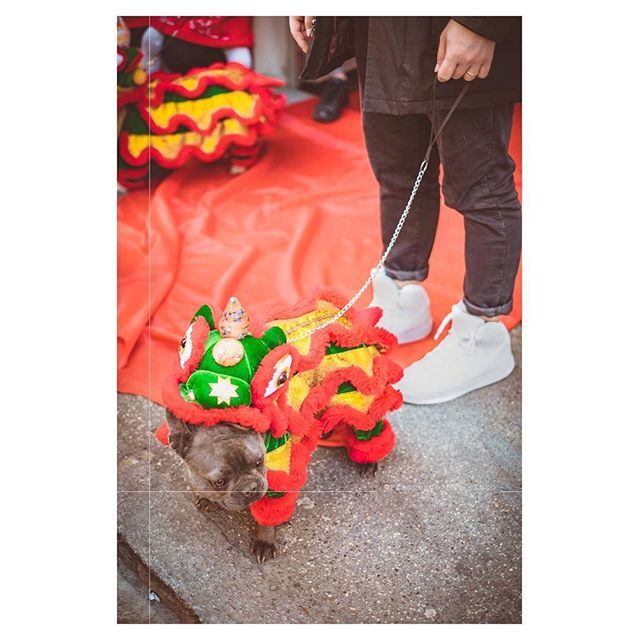 Francesco_BN's tweet photo. ®
Cani dragoni 
#capodannocinese #prato 🏞 
#fujifilm #xt1 #xf35mm 📸 ••••••••••••••••••••••••••••••••••••••• (view on Instagram https://t.co/20ZTG2AszR) https://t.co/Gh111UNHhS