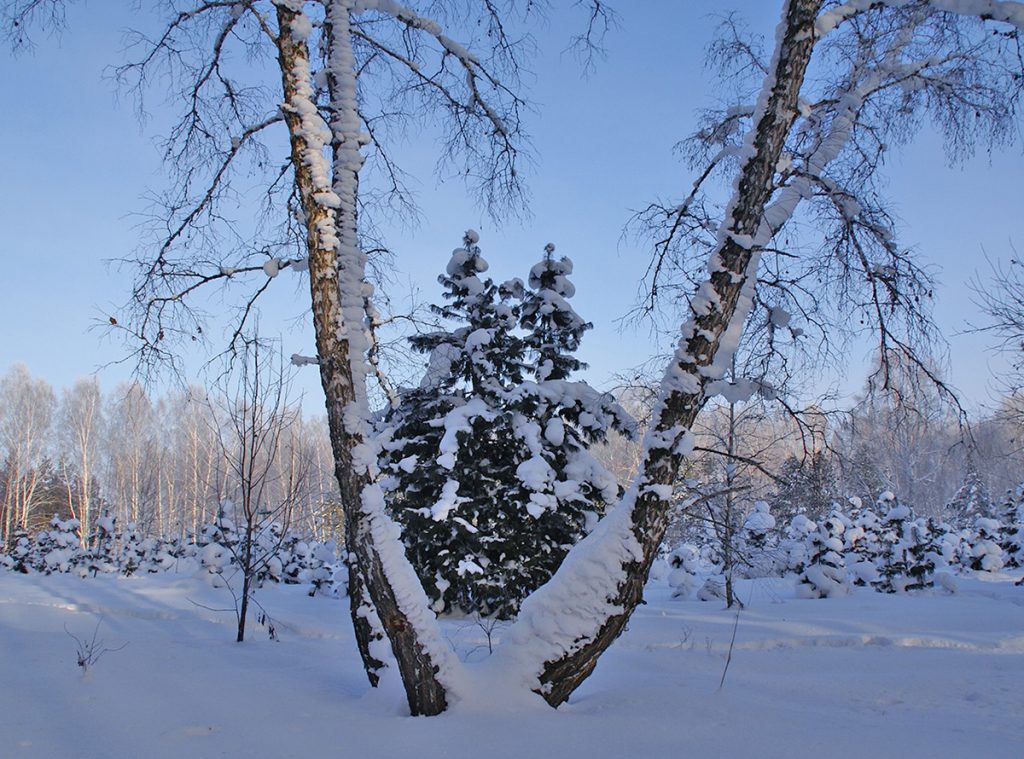 Погрла. Зима февраль. Февральский зимний лес. Конец зимы. Февраль конец зимы.