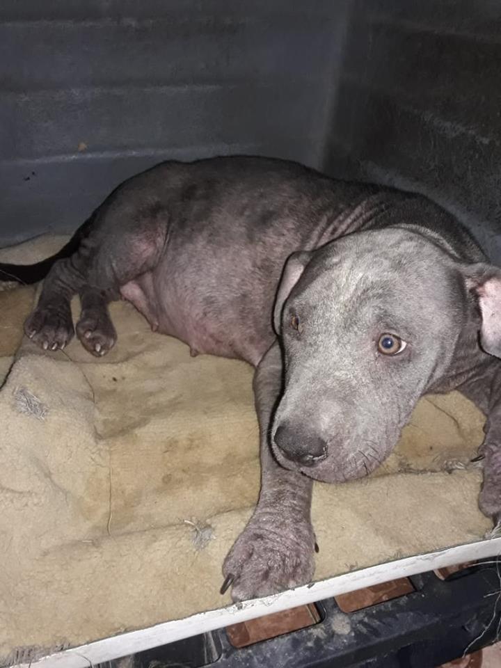 AdopcionesQ's tweet photo. Natasha♥asi la dejaron suelta en la zona de la subida a la autopista en Quilmes, al borde de tener a sus bebes.
Hoy nuestra panzona ya fue atendida por el vete que dijo que nos preparemos para mas de 7/8 bebitos.
necesitamos de la ayuda de todos♥
CONTACTO 1168473481 SANDRA. https://t.co/tUqbzSfObk