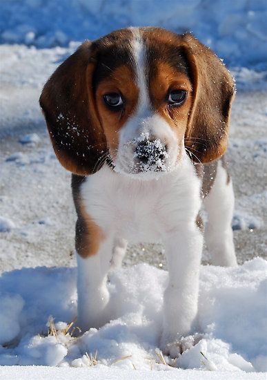 Elke___Wagner's tweet photo. Hallo liebe Tierfreunde!
Winter ade!
Jetzt an gutes #Futter denken für unsere #Fellnasen ! Empfehle euch #Anifit #hochwertges #Hunde-. #Katzenfutter!
Hoher #Fleischanteil ohne Getreide u. Zusatzstoffen!
https://t.co/kQgSMvecIb 
#Rabatt 10% Code 50020917 Auch auf #Englisch  !!!! https://t.co/H9F1vq1lAI