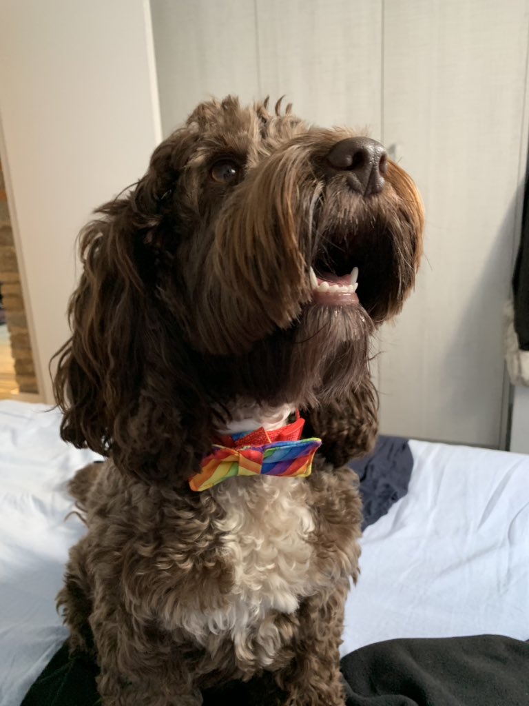 UnsaltedGames's tweet photo. @lucyrawrs Dog 🐶 pics will help! https://t.co/VcKqXHnW8L