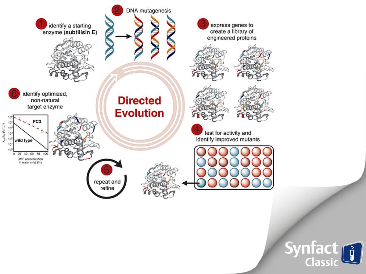 thiemechemistry's tweet photo. Interested in protein design? The 'directed evolution' discovered by @francesarnold in 1993 relies on the accumulation of positive mutations over generations of enzymes through sequential rounds of random #mutagenesis. Check out the #SynfactClassic: https://t.co/2J6w01PgZb https://t.co/BpAKPoVBDS