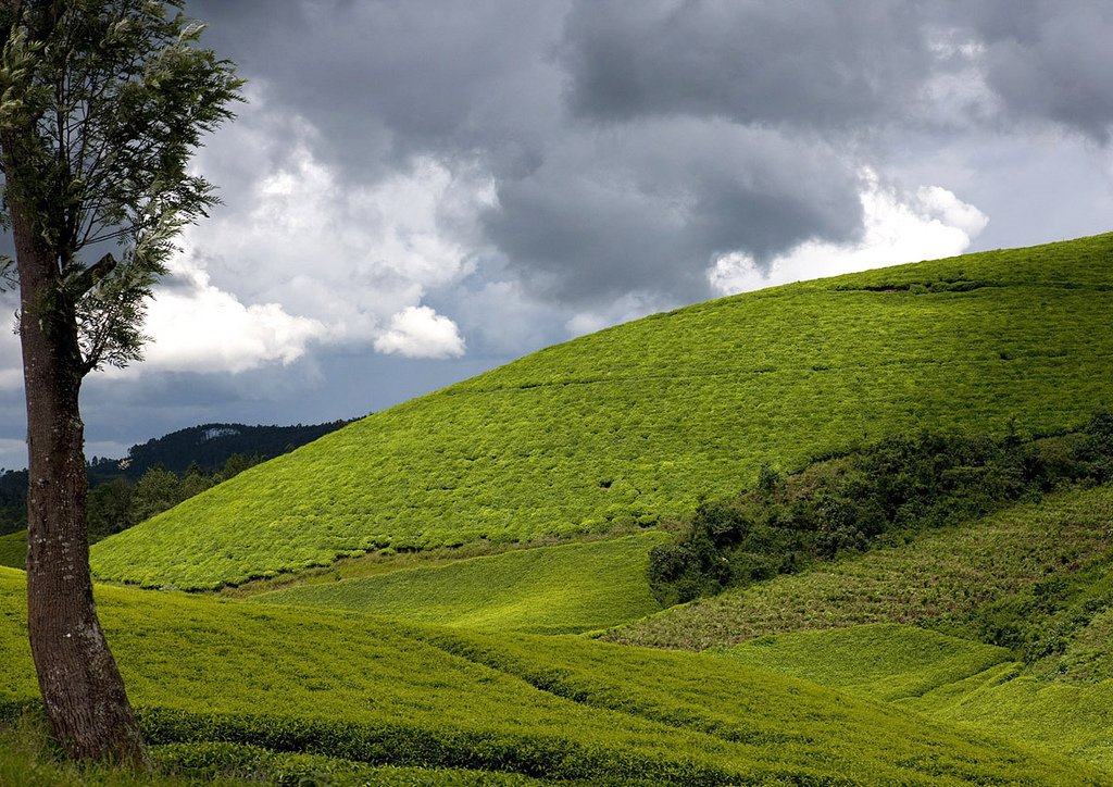 NiyingizeRemy's tweet photo. #Rwandans are the only ones to tell the stories of their country #Rwanda!
For the tea lovers, u can visit the huge #Rwanda's Gisakura Tea Plantation. One of the best things that really wows!
#RwandaIsBeautiful #VisitRwanda #TellingRwandaStories https://t.co/oHQQMuxluS