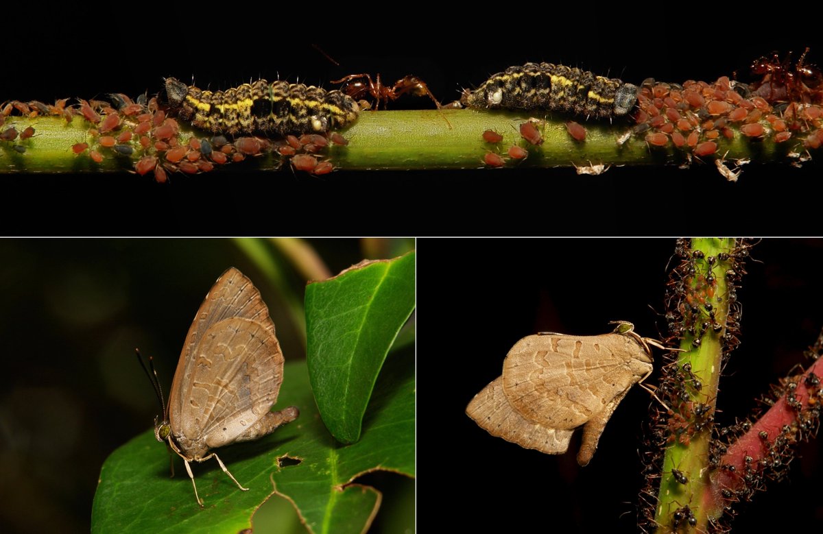  #METAMORPHOSIS - Common Brownie  #Butterfly (Miletus chinensis, Miletinae, Lycaenidae)Carnivorous caterpillars may use ant chemo-mimicry to feast on farmed aphids, and the adults, their honeydew, while utilising the ants' defensive role. https://flic.kr/p/2dH1ofE  #China  #entomology