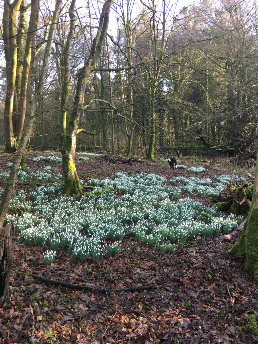 3rd March, 2pm - Join Kevin Hughes for a one off tour of the amazing and exotic plant collection at Cally. Kevin, who has only been the custodian since May 2018, says that the tour will also feature the changes that he has made already at Cally Gardens. facebook.com/events/1814455…
