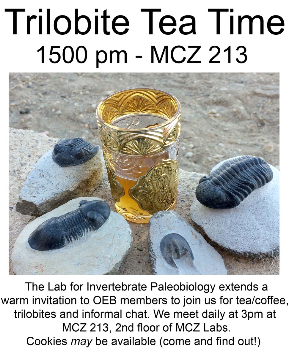 Javier Ortega Hernández (@invertebratepal) on Twitter photo Do you like trilobites, tea/coffee and talking to invertebrate paleontologists? Come and join us at MCZ Labs for the newly instated Trilobite Tea Time, hosted daily at 3pm! <a href="/HarvardOEB/">Harvard Organismic & Evolutionary Biology</a> <a href="/MCZHarvard/">Museum of Comparative Zoology</a> ☕️ Do you like trilobites, tea/coffee and talking to invertebrate paleontologists? Come and join us at MCZ Labs for the newly instated Trilobite Tea Time, hosted daily at 3pm! <a href="/HarvardOEB/">Harvard Organismic & Evolutionary Biology</a> <a href="/MCZHarvard/">Museum of Comparative Zoology</a> ☕️