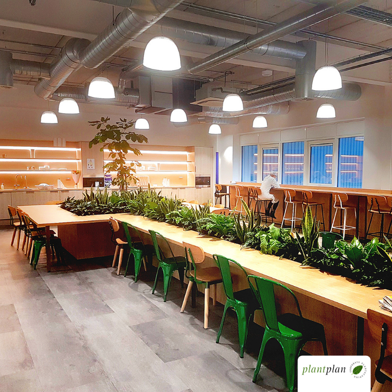 What is #biophilia?
According to famed biologist E. O. Wilson it's 'an innate and genetically determined affinity of human beings with the natural world.' 
Boiled down into simple terms, people enjoy spaces with #plants in 🌳🌿🌴

#wellbeing #healthyoffice #greenyourworld