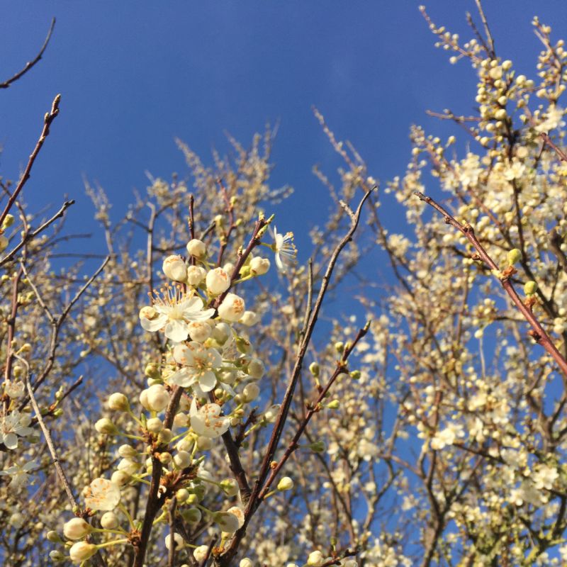 mindspringstwit's tweet image. THIS HAPPENED: Blackthorn blossom against a crisp February sky over the South Downs #Spring #FalseSpring #whoCares #uplifting