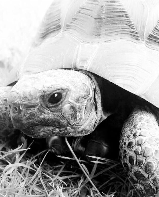 AnimalAvenger0's tweet photo. My tortoise, Claude. What’s your favourite reptile? ❣️ https://t.co/3VpmJ7q2sc