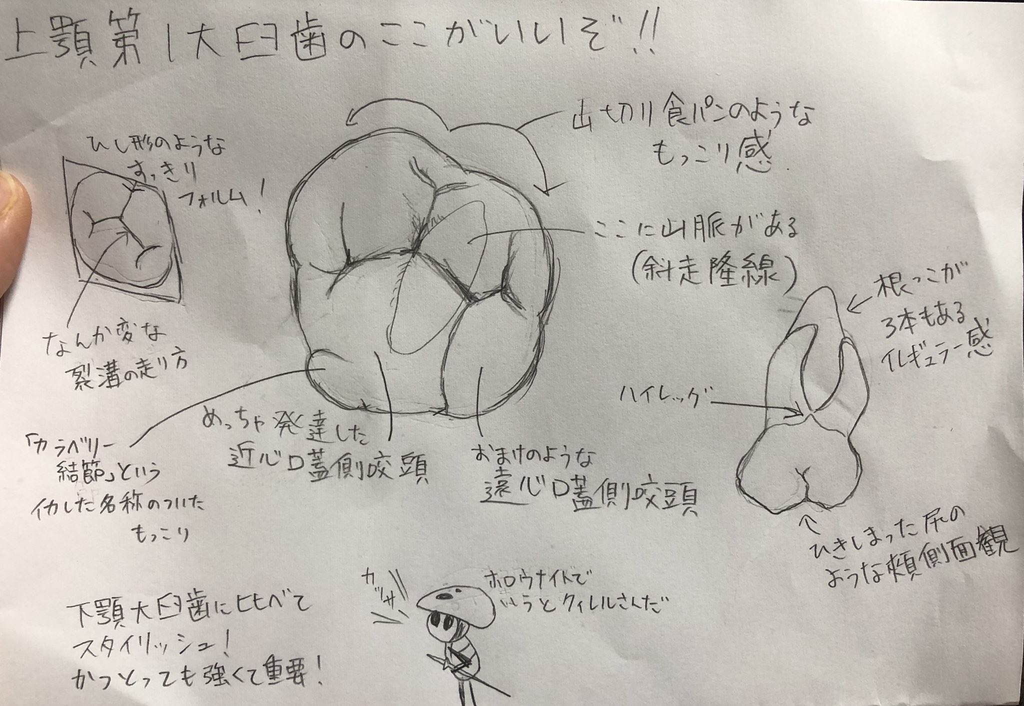 第一大臼歯 下顎第一大臼歯 | 株式会社Toppy | 吉岡デンタルオフィス