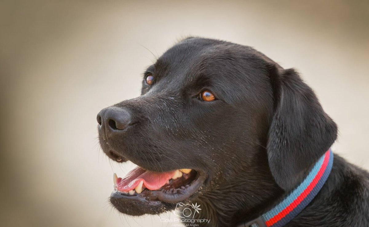 PhotographyCole's tweet photo. It’s National Love Your Pet Day 2019 today 🥰 

Drop a Comment &amp; Picture down below to share your pets 🤩 I’m currently looking to extend my portfolio in Dog Photography if anyone maybe interested soon...!?

@Pets_Mag @DogLoversTweet @DorsetDogPhoto @DogsTrust @BournemouthMag https://t.co/w9RbxZil4D