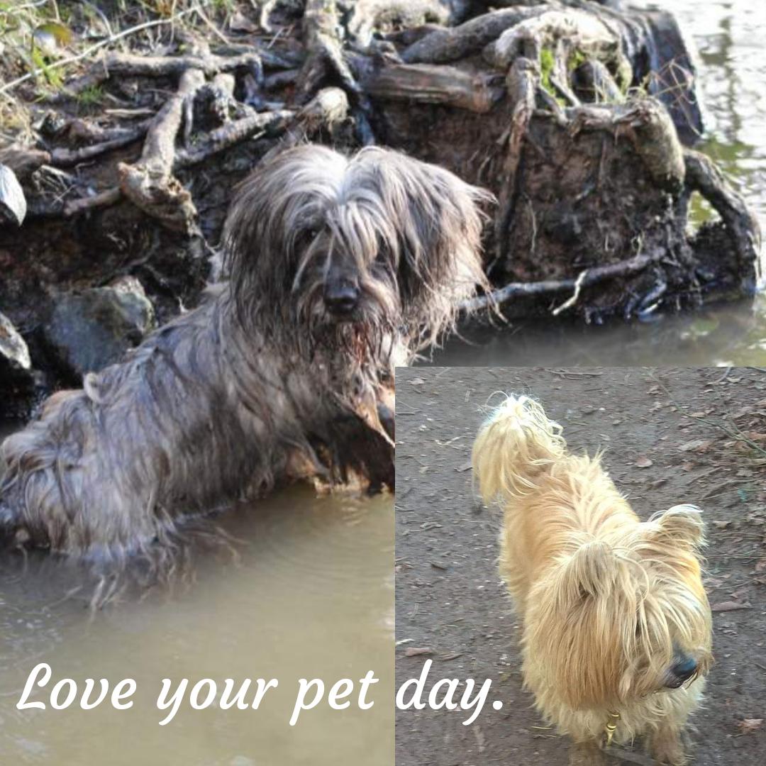 AmandaBirchDressage tweet media