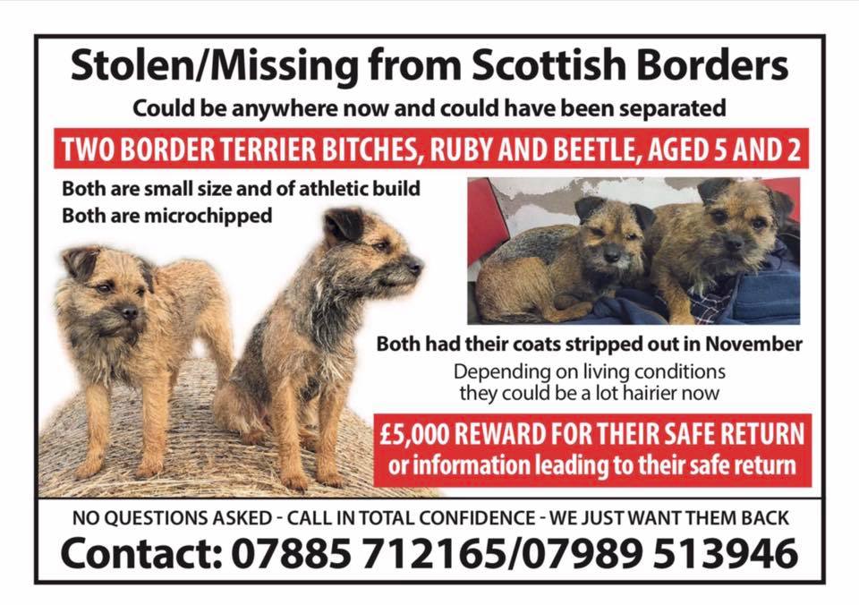 Ruby &amp; Beetle went missing on Friday 28th December from the Kelso/Jedburgh area and are now thought to have been stolen. There is a generous reward out for their safe return, please call 07989 513946 if you have any information or know where they could be.