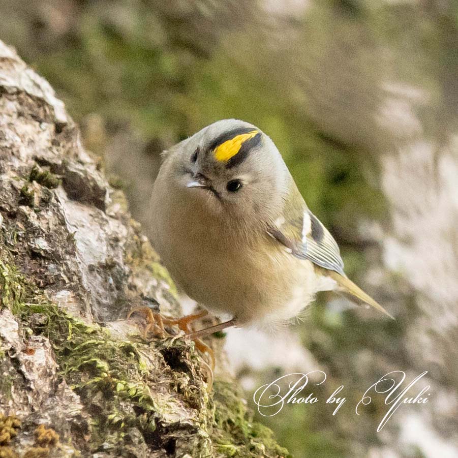 Yuki Yuchi 結内ゆき 野鳥写真時々空 En Twitter キクイタダキ ちっちゃくて かわいい ﾟ キクイタダキ 野鳥 Bird バードウォッチング ファインダー越しの世界