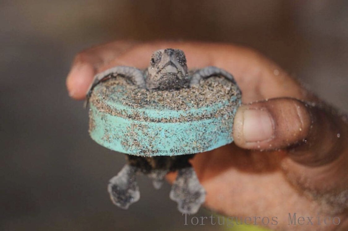 Our convenience shouldn’t come at the expense of our planet. A poor baby sea turtle stuck in a plastic cap. Thankfully, a volunteer was able to help. Photo: Tortugueros Mexico. #plasticpollution