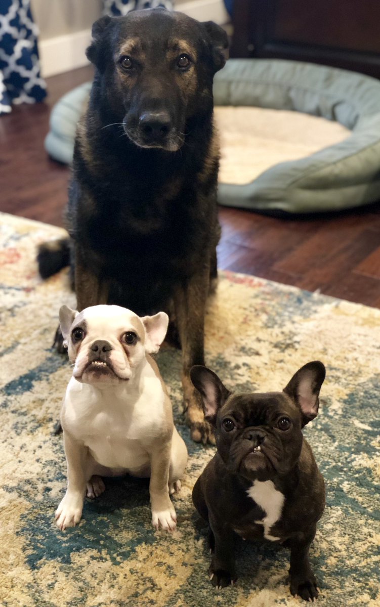 #LoveYourPetDay #K9Lor #Olivia #Grace