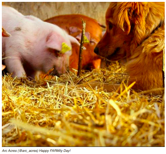 CanadianOrganic's tweet photo. Celebrating the companions and guardians on all our farms today.
Here are a few of them shared in this week's #WeeklyHarvest.
#LoveYourPetDay #MoreThanJustPetsThough https://t.co/e87VHLUJdE