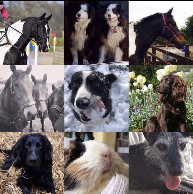 Celebrating our Woof Wear pets for #LoveYourPetDay 
Tag us in your favourite pets pictures!