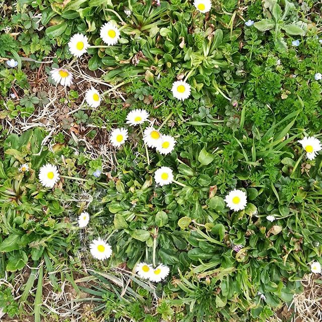 aromesrubi's tweet photo. Un poquito de calor... Y ya empiezan a brotar las primeras flores.
#flores #primavera #calor #invierno #comprarte #instate #instamoment #teamoment #terelax #momentote #tea #botigadete #teblanco #teashop #tiendadete https://t.co/Rr0CV225qx https://t.co/hYbyR2715d